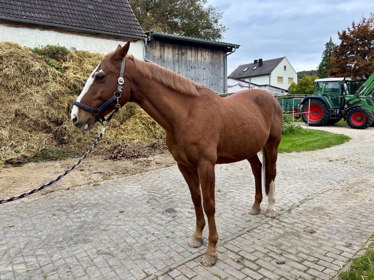 Bayerisches warmbloed Ruin 15 Jaar 155 cm Vos in Weißenburg in Bayern