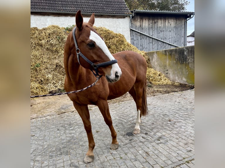 Bayerisches warmbloed Ruin 15 Jaar 155 cm Vos in Weißenburg in Bayern