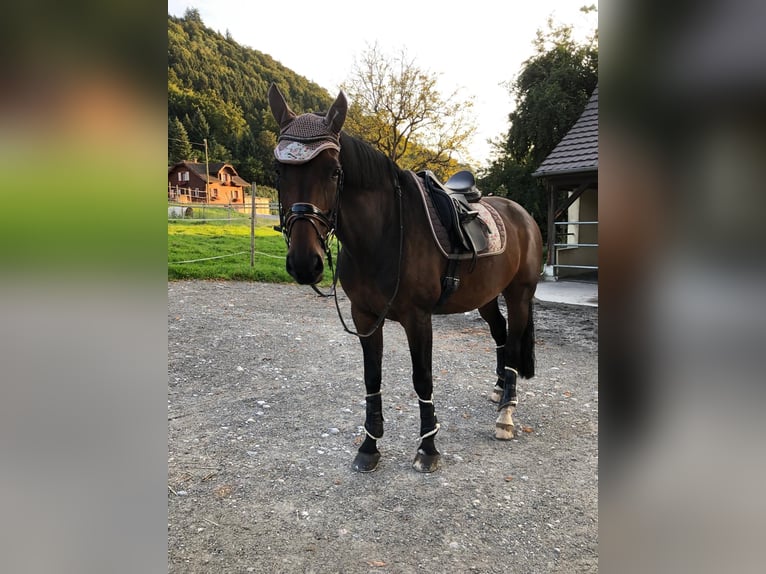 Bayerisches warmbloed Ruin 15 Jaar 160 cm Donkerbruin in Ebikon