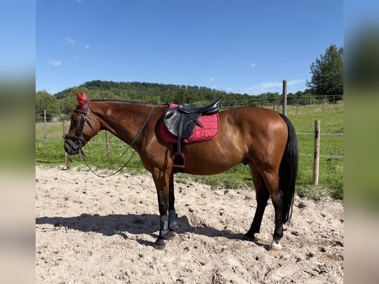 Bayerisches warmbloed Ruin 15 Jaar 163 cm Bruin in Illingen