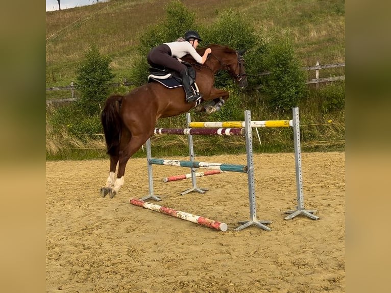 Bayerisches warmbloed Ruin 15 Jaar 166 cm Vos in Meschede