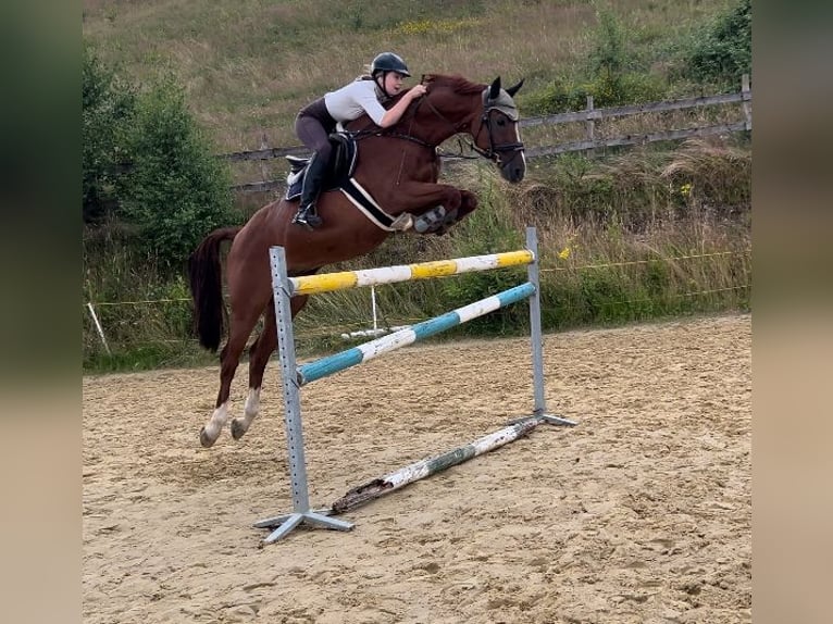 Bayerisches warmbloed Ruin 15 Jaar 166 cm Vos in Meschede