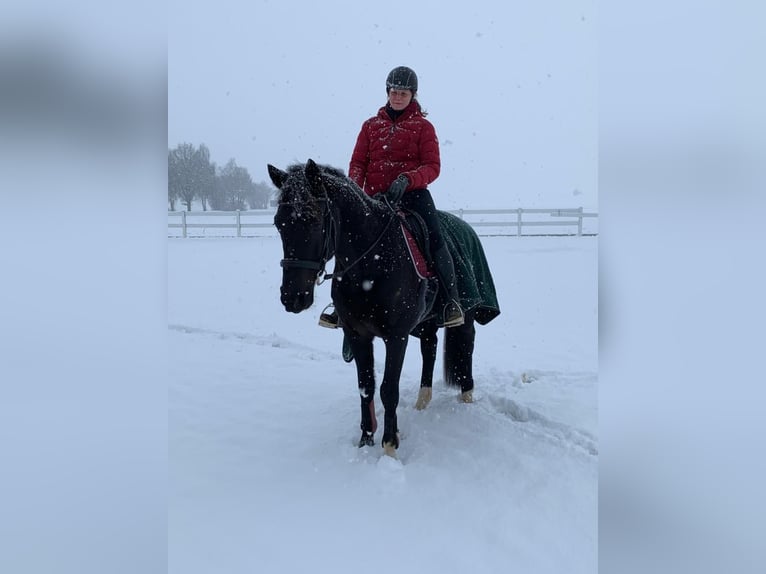 Bayerisches warmbloed Ruin 15 Jaar 167 cm Zwart in Thierhaupten