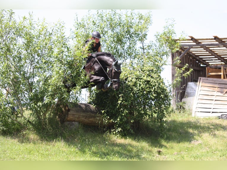 Bayerisches warmbloed Ruin 15 Jaar 167 cm Zwart in Thierhaupten