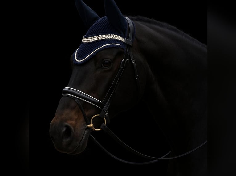 Bayerisches warmbloed Ruin 15 Jaar 169 cm Donkerbruin in Praha