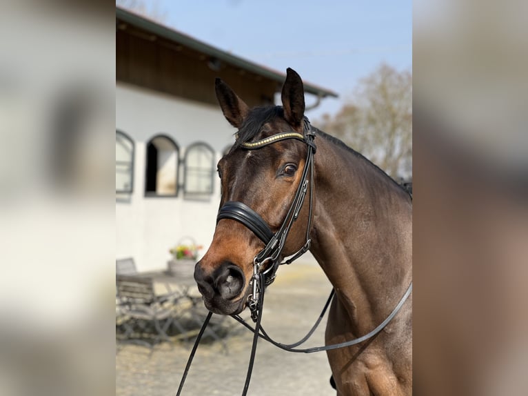 Bayerisches warmbloed Ruin 15 Jaar 170 cm Bruin in Niederaichbach