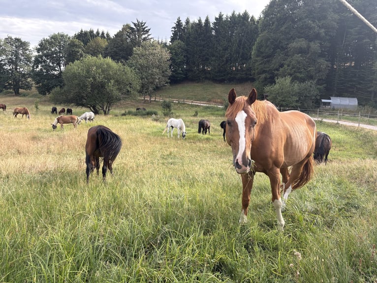 Bayerisches warmbloed Ruin 15 Jaar 170 cm Vos in Rickenbach