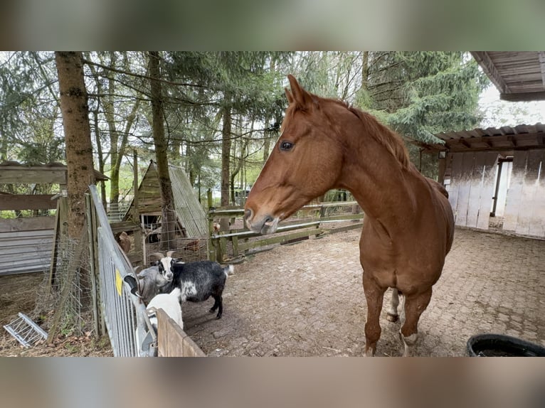 Bayerisches warmbloed Ruin 15 Jaar 170 cm Vos in Rickenbach