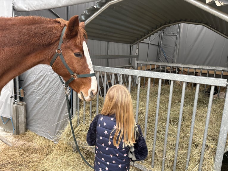 Bayerisches warmbloed Ruin 15 Jaar 170 cm Vos in Rickenbach