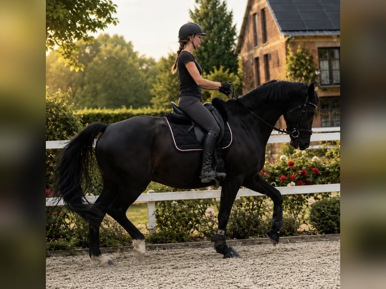 Bayerisches warmbloed Ruin 15 Jaar 170 cm Zwart in Nidderau