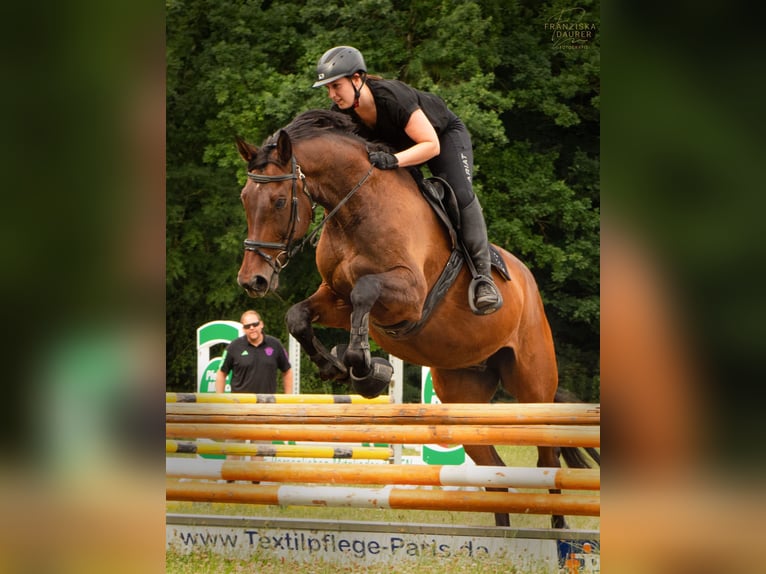 Bayerisches warmbloed Ruin 15 Jaar 173 cm Bruin in Dinkelsbühl