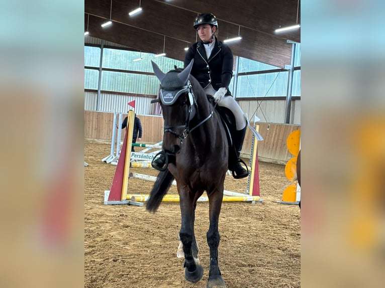 Bayerisches warmbloed Ruin 15 Jaar 173 cm Bruin in Dinkelsbühl