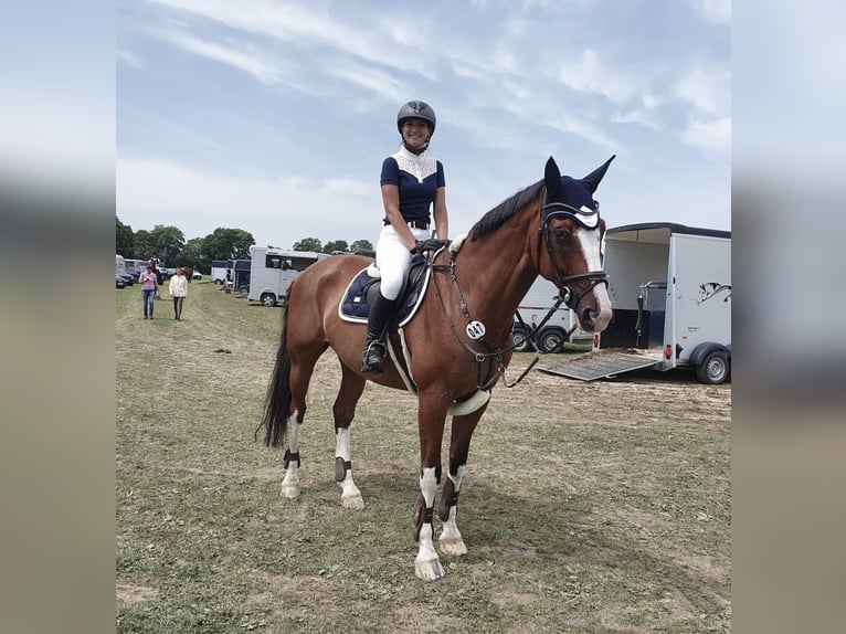 Bayerisches warmbloed Ruin 15 Jaar 173 cm Bruin in Wackersberg