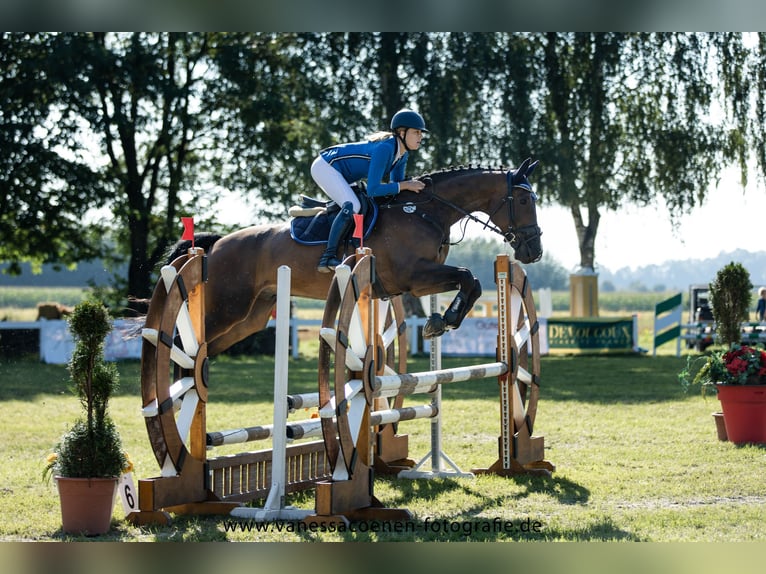 Bayerisches warmbloed Ruin 15 Jaar 174 cm Bruin in Geiselhöring