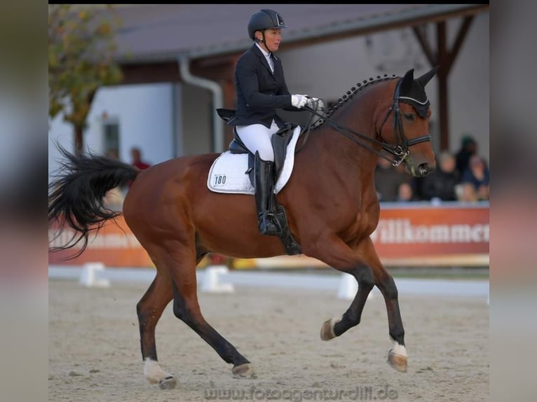 Bayerisches warmbloed Ruin 15 Jaar 178 cm Bruin in Sonnefeld