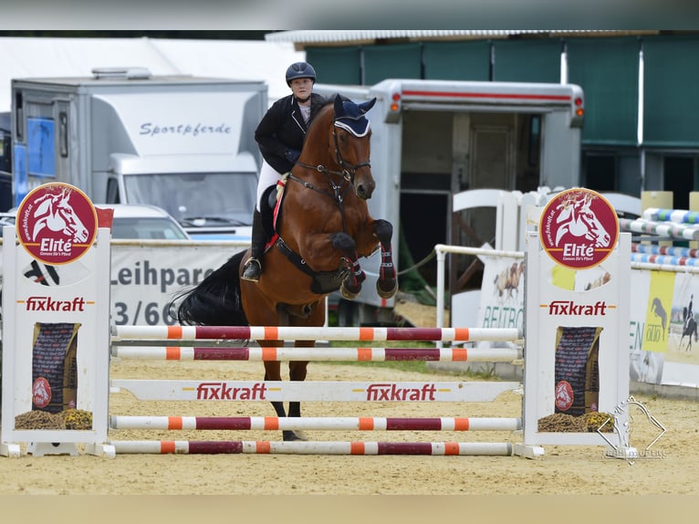 Bayerisches warmbloed Ruin 15 Jaar 180 cm Bruin in Dingolfing