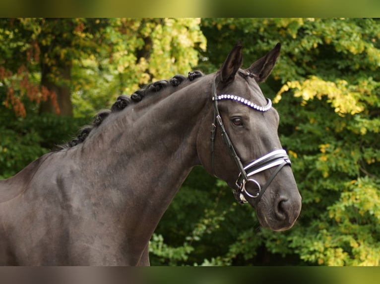 Bayerisches warmbloed Ruin 16 Jaar 175 cm Zwartbruin in Gleichen