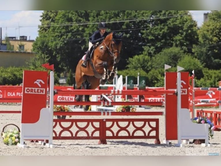 Bayerisches warmbloed Ruin 16 Jaar 178 cm Roodbruin in Warszawa