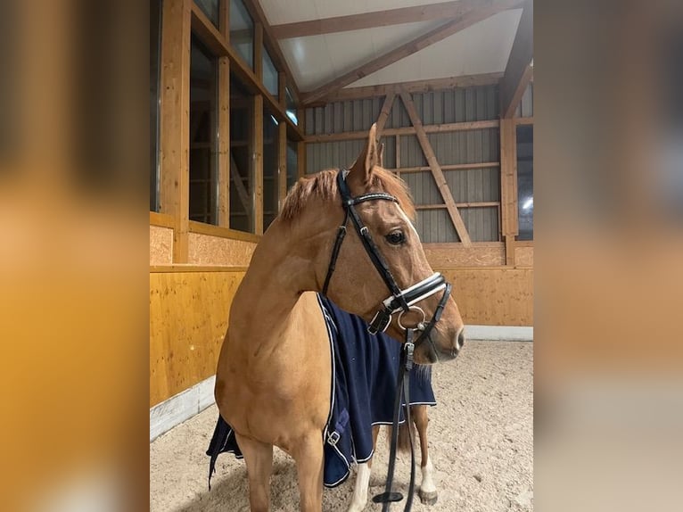 Bayerisches warmbloed Ruin 16 Jaar in Gammertingen