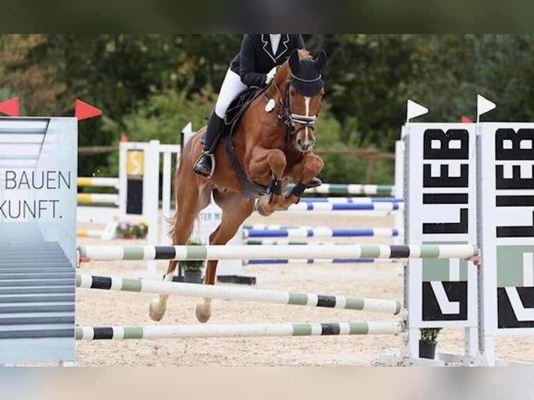 Bayerisches warmbloed Ruin 16 Jaar in Gammertingen