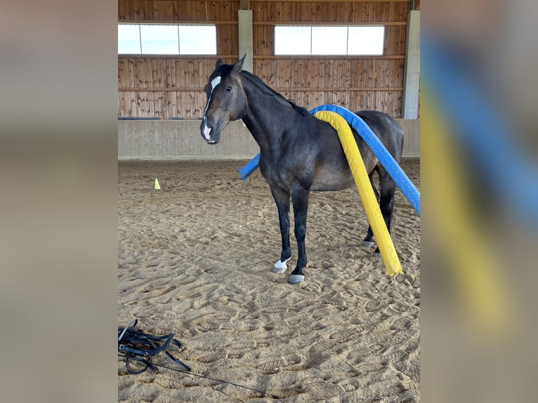 Bayerisches warmbloed Ruin 17 Jaar 162 cm Bruin in Vilsbiburg