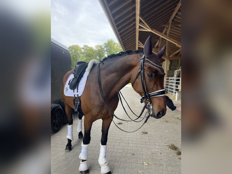 Bayerisches warmbloed Ruin 17 Jaar 170 cm Donkerbruin in Lienen