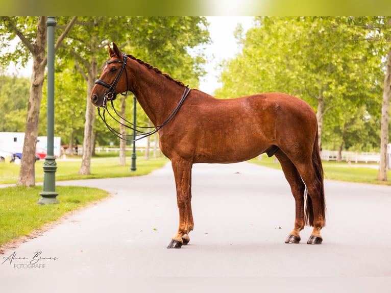 Bayerisches warmbloed Ruin 17 Jaar 172 cm Vos in Weigelsdorf