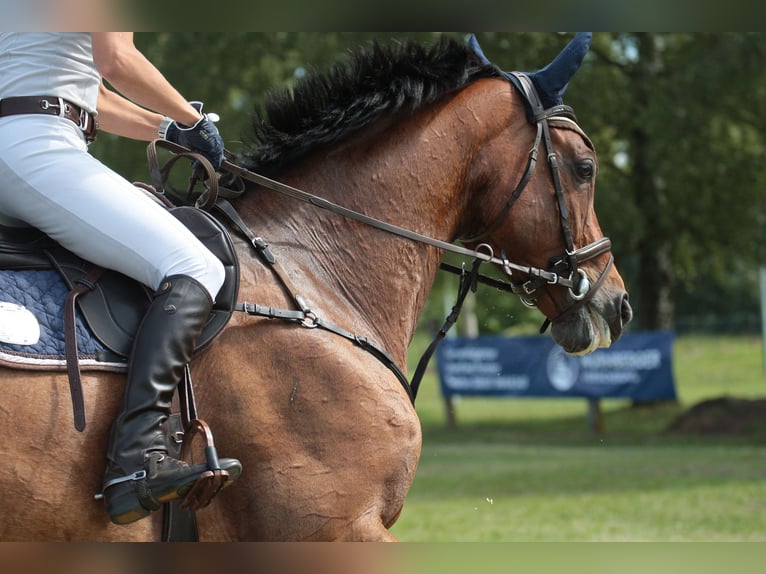 Bayerisches warmbloed Ruin 17 Jaar 178 cm Bruin in Geisenhausen
