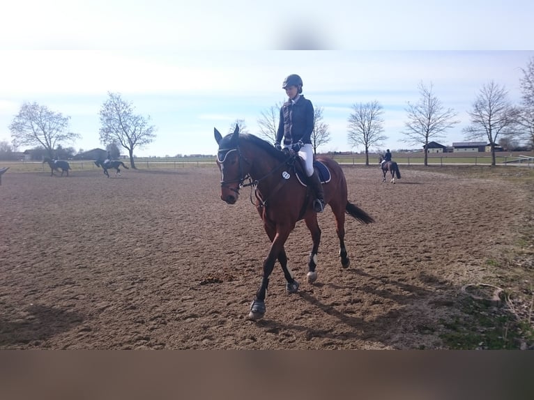 Bayerisches warmbloed Ruin 17 Jaar 178 cm Bruin in Geisenhausen