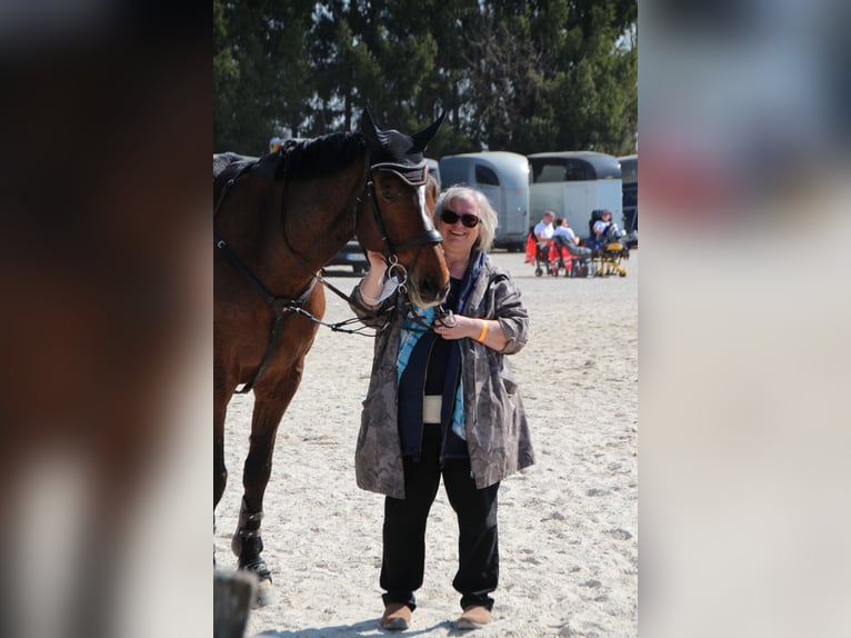 Bayerisches warmbloed Ruin 17 Jaar 178 cm Bruin in Geisenhausen