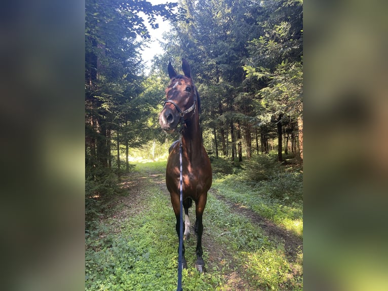 Bayerisches warmbloed Ruin 17 Jaar 180 cm Bruin in Finsing