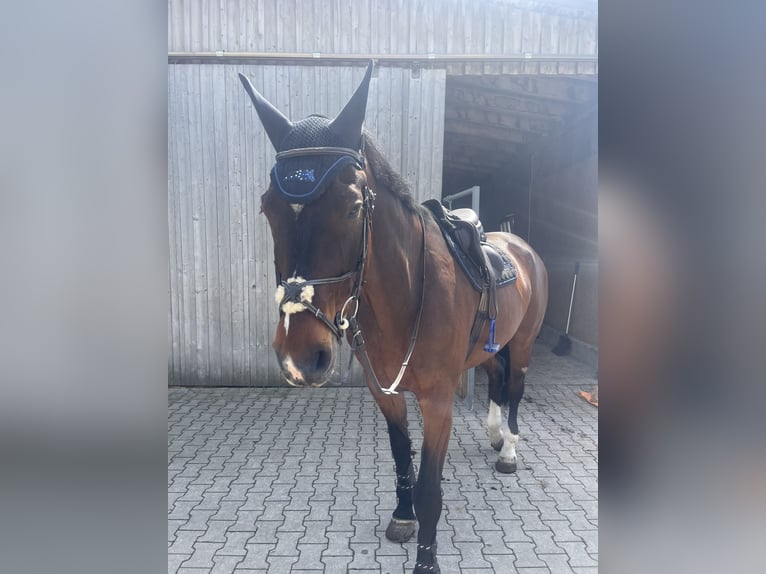 Bayerisches warmbloed Ruin 17 Jaar 180 cm Bruin in Finsing