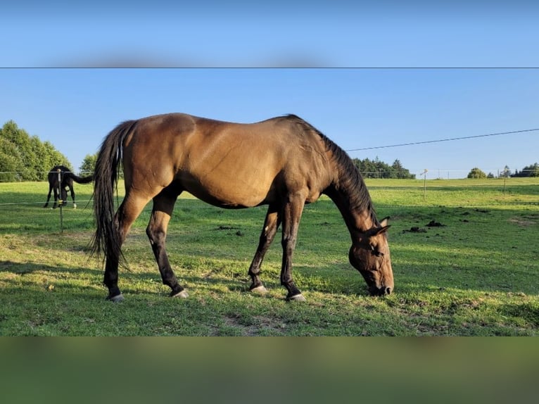 Bayerisches warmbloed Ruin 18 Jaar 165 cm Bruin in Wittibreut