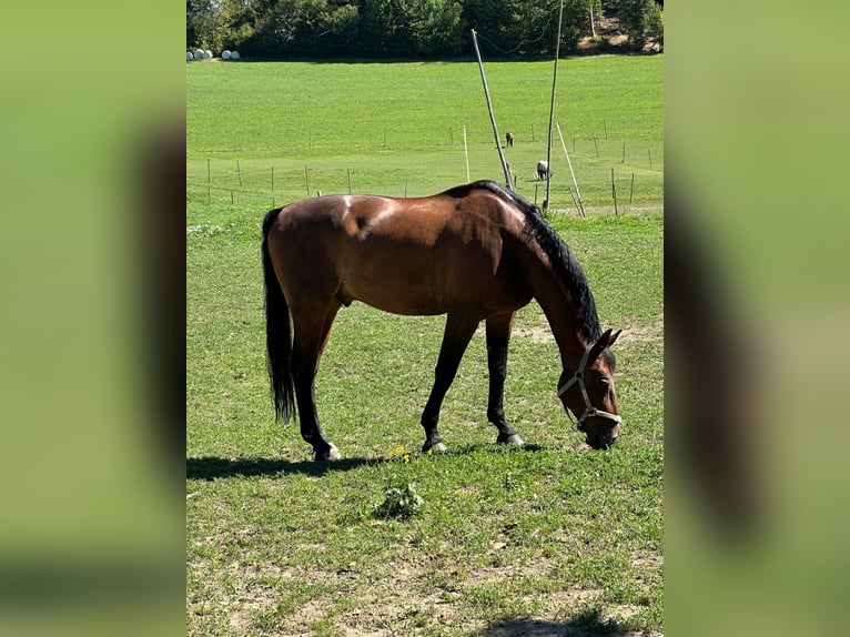 Bayerisches warmbloed Ruin 18 Jaar 167 cm Bruin in Berg