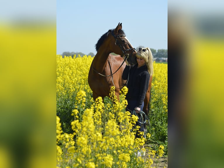Bayerisches warmbloed Ruin 18 Jaar 167 cm Bruin in Gettorf
