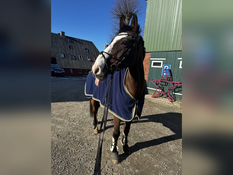 Bayerisches warmbloed Ruin 18 Jaar 167 cm Bruin in Gettorf