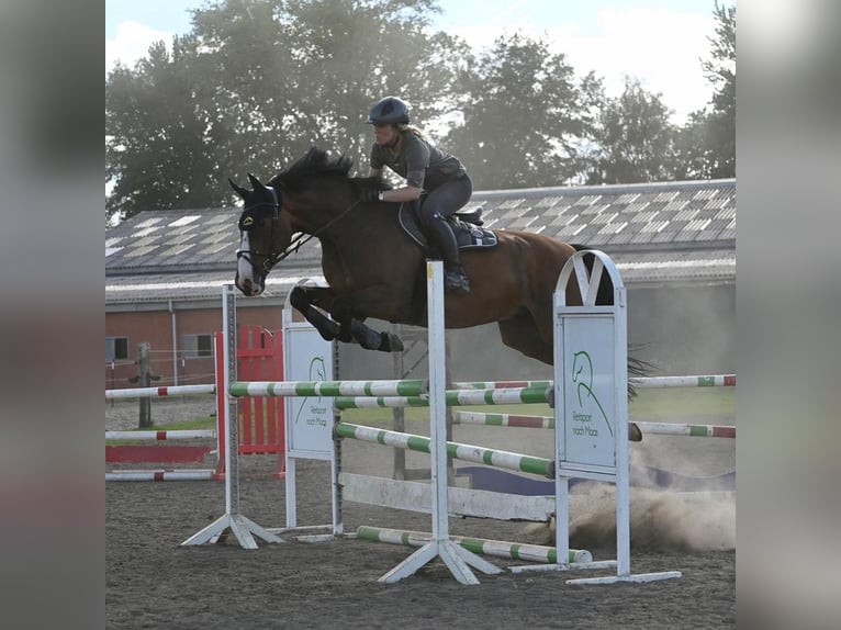 Bayerisches warmbloed Ruin 18 Jaar 167 cm Bruin in Gettorf