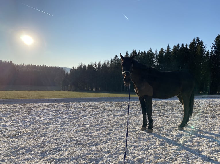Bayerisches warmbloed Ruin 18 Jaar 168 cm Donkerbruin in Schorndorf