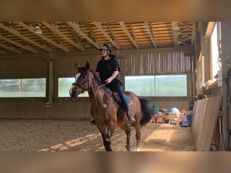 Bayerisches warmbloed Ruin 18 Jaar 170 cm Bruin in St. Andr&#xE4;-W&#xF6;rdern