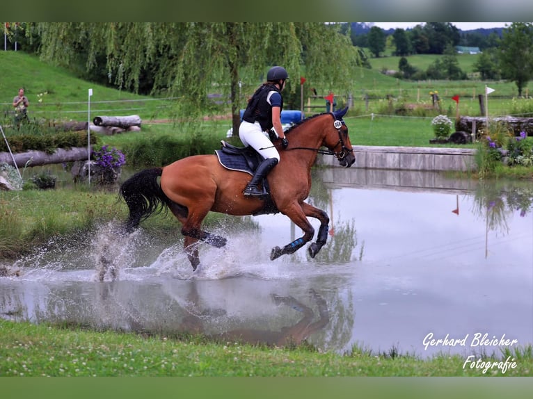 Bayerisches warmbloed Ruin 18 Jaar 175 cm Bruin in Eching
