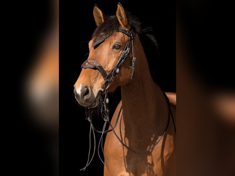 Bayerisches warmbloed Ruin 18 Jaar 175 cm Bruin in Eching