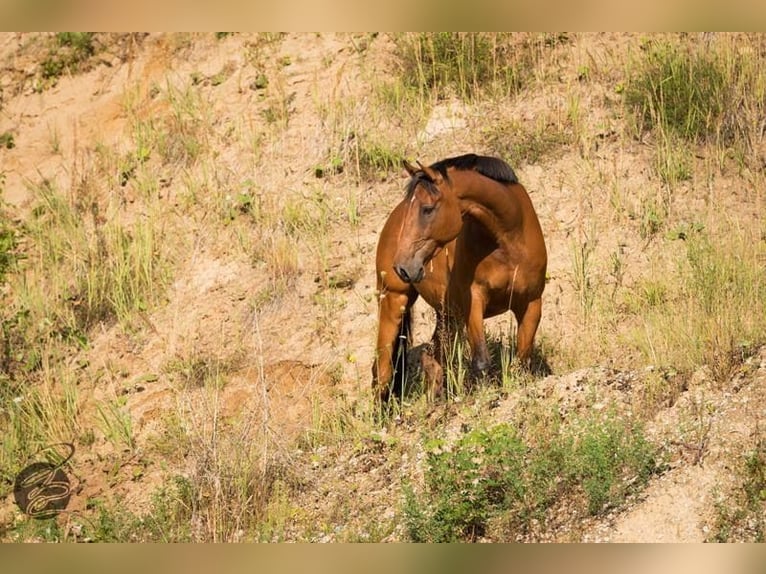 Bayerisches warmbloed Ruin 18 Jaar 175 cm Bruin in Eching
