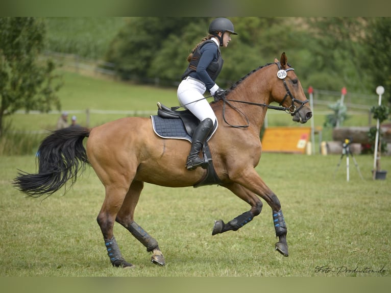 Bayerisches warmbloed Ruin 18 Jaar 175 cm Bruin in Eching