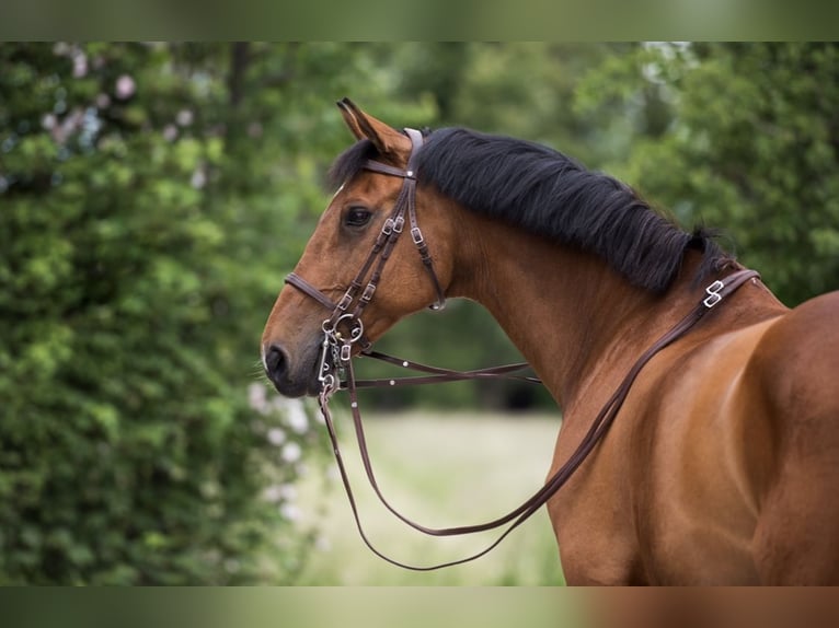 Bayerisches warmbloed Ruin 18 Jaar 175 cm Bruin in Eching