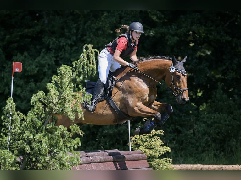 Bayerisches warmbloed Ruin 18 Jaar 175 cm Bruin in Eching