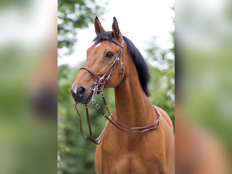 Bayerisches warmbloed Ruin 18 Jaar 175 cm Bruin in Eching