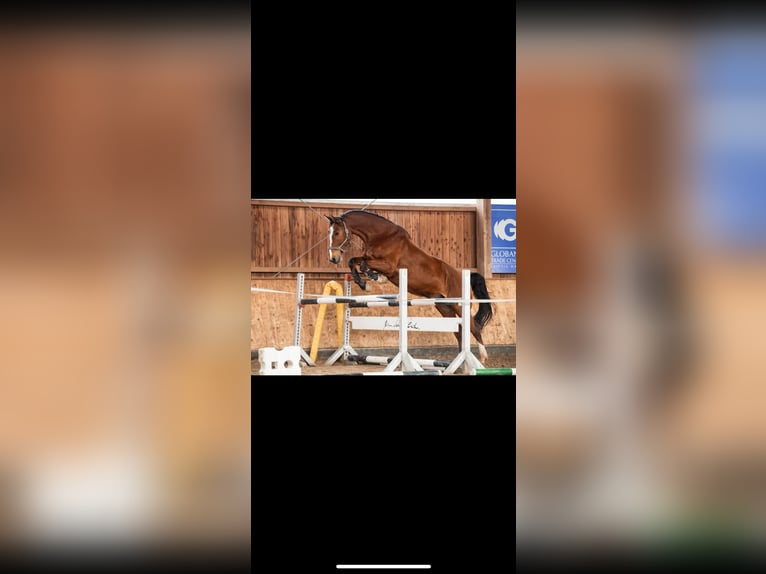 Bayerisches warmbloed Ruin 18 Jaar 180 cm Bruin in Leipzig