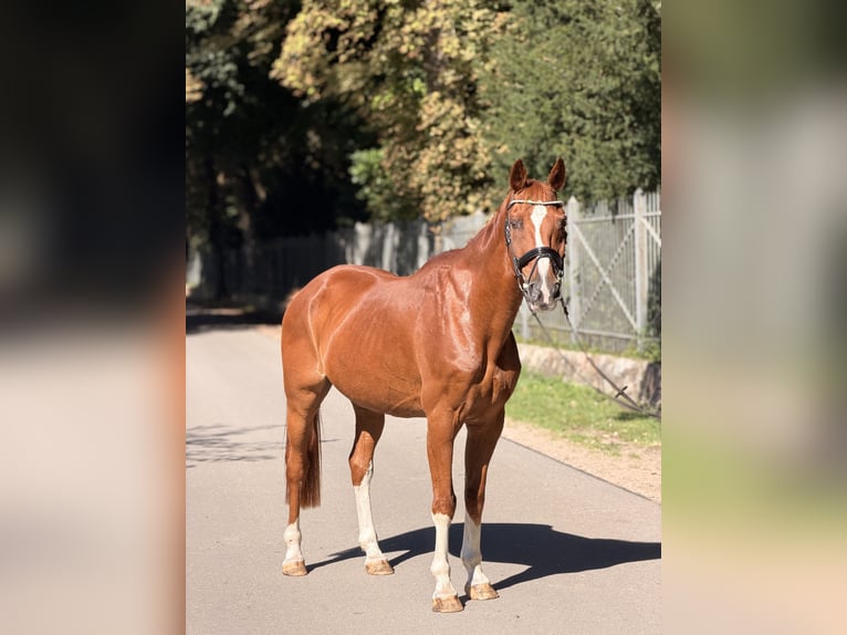 Bayerisches warmbloed Ruin 19 Jaar 162 cm Vos in Westensee