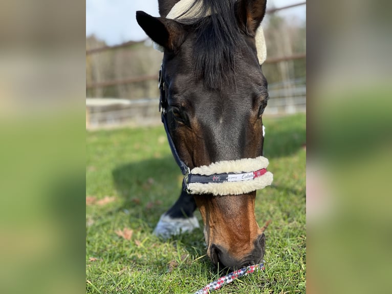 Bayerisches warmbloed Ruin 19 Jaar 164 cm Donkerbruin in Neunburg vorm Wald