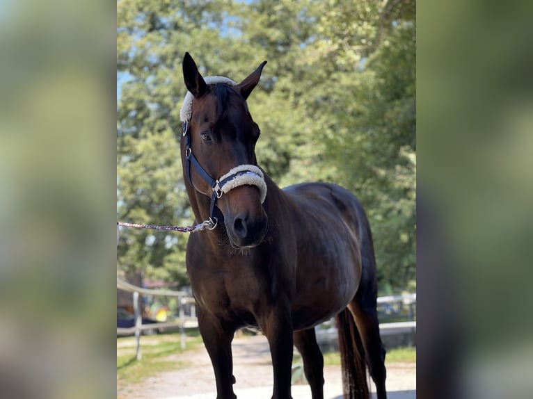 Bayerisches warmbloed Ruin 19 Jaar 164 cm Donkerbruin in Neunburg vorm Wald